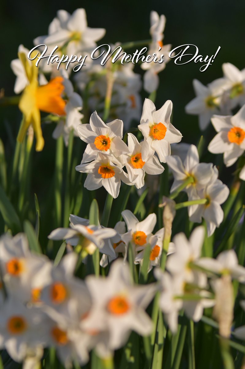 thejakewhiteley's tweet photo. To all the #MagnificentMums in the world, not forgetting those who are sadly no longer with us, hope you're having a wonderful day!... ๐
#HappyMothersDay https://t.co/Z8RDgZzMxV