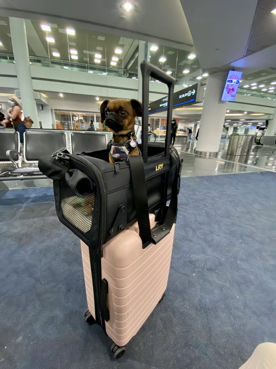 MashaHealy's tweet photo. The journey to #CeloConnect begins!

Dropping Leroy off w/ the grandparents. Then off to Barcelona w/ @marvelgirl_eth to meet the rest of the @CeloOrg team. https://t.co/Hoz9UPkwNT