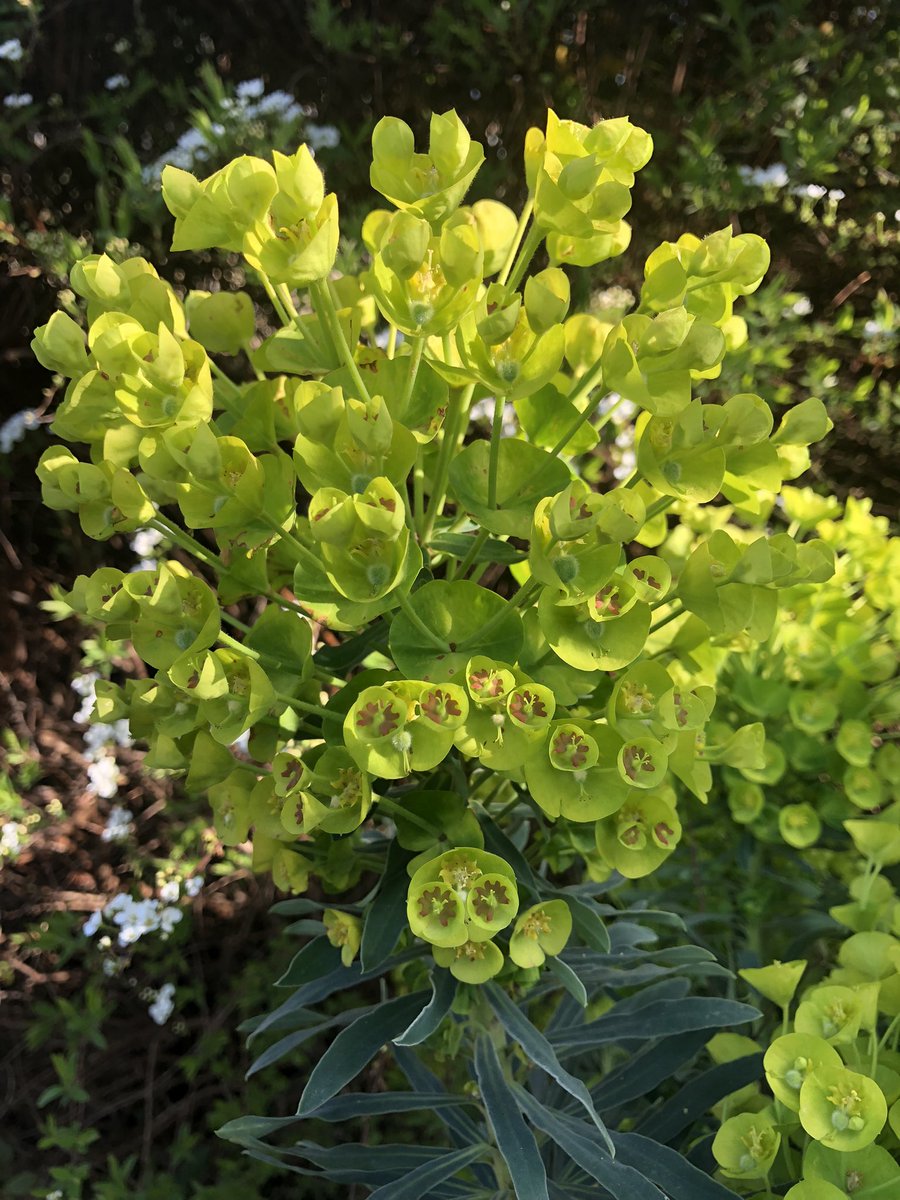 MachellKatie's tweet image. One of the (very many) wonderful things about this time of year is: starting to discover what’s in the garden.
#newhome #firstspring