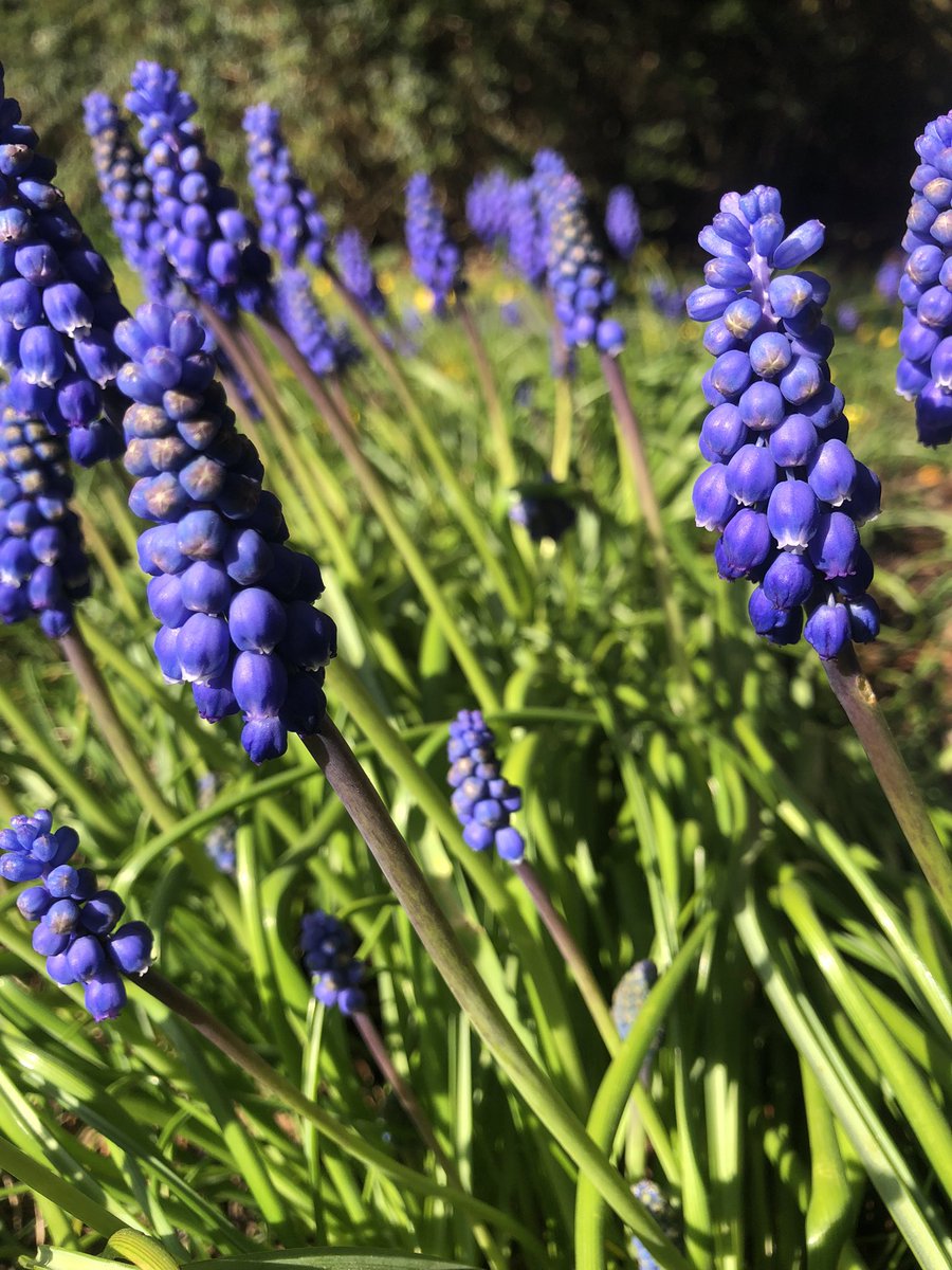 MachellKatie's tweet image. One of the (very many) wonderful things about this time of year is: starting to discover what’s in the garden.
#newhome #firstspring