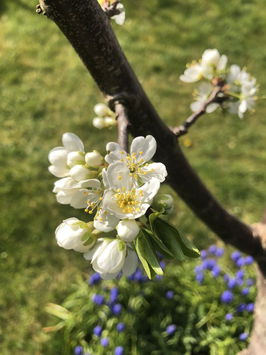 MachellKatie's tweet image. One of the (very many) wonderful things about this time of year is: starting to discover what’s in the garden.
#newhome #firstspring