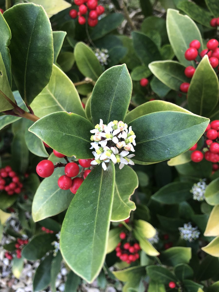 MachellKatie's tweet image. One of the (very many) wonderful things about this time of year is: starting to discover what’s in the garden.
#newhome #firstspring