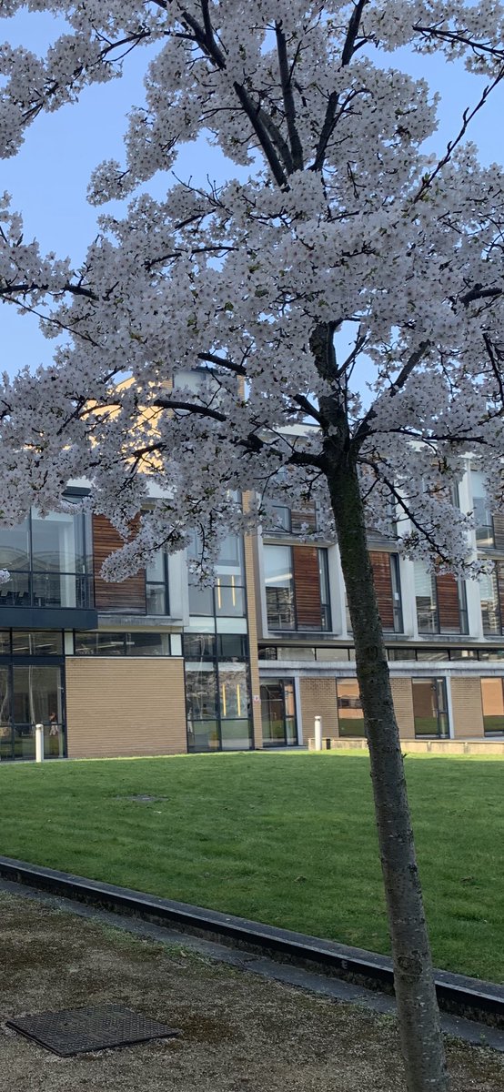 #BlossomWatch @TraffordCollege <a href="/traffordaspire/">Aspire Restaurant</a>