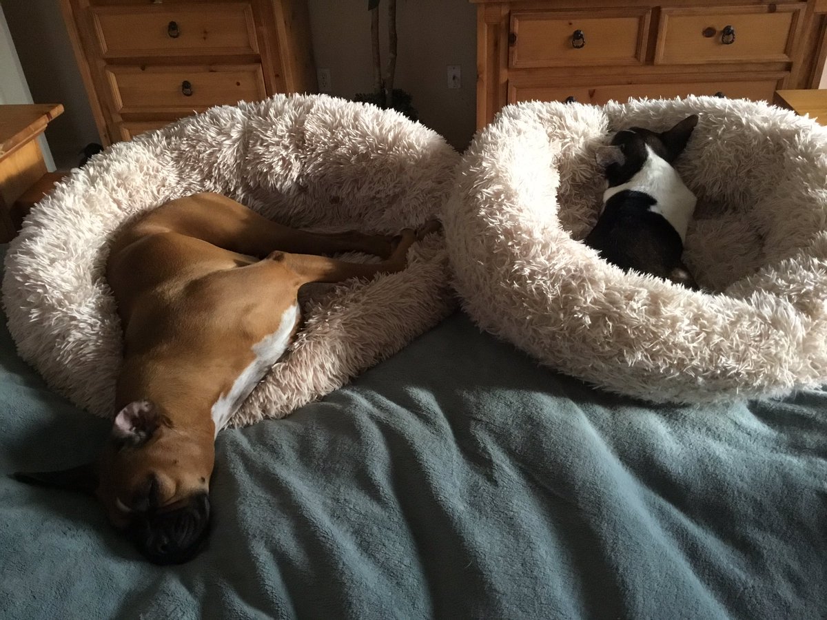 brianmc_arch's tweet photo. #SundayMorning #sundayvibes #DickMilo #QueenRubyMae https://t.co/vkfEaUtVFC