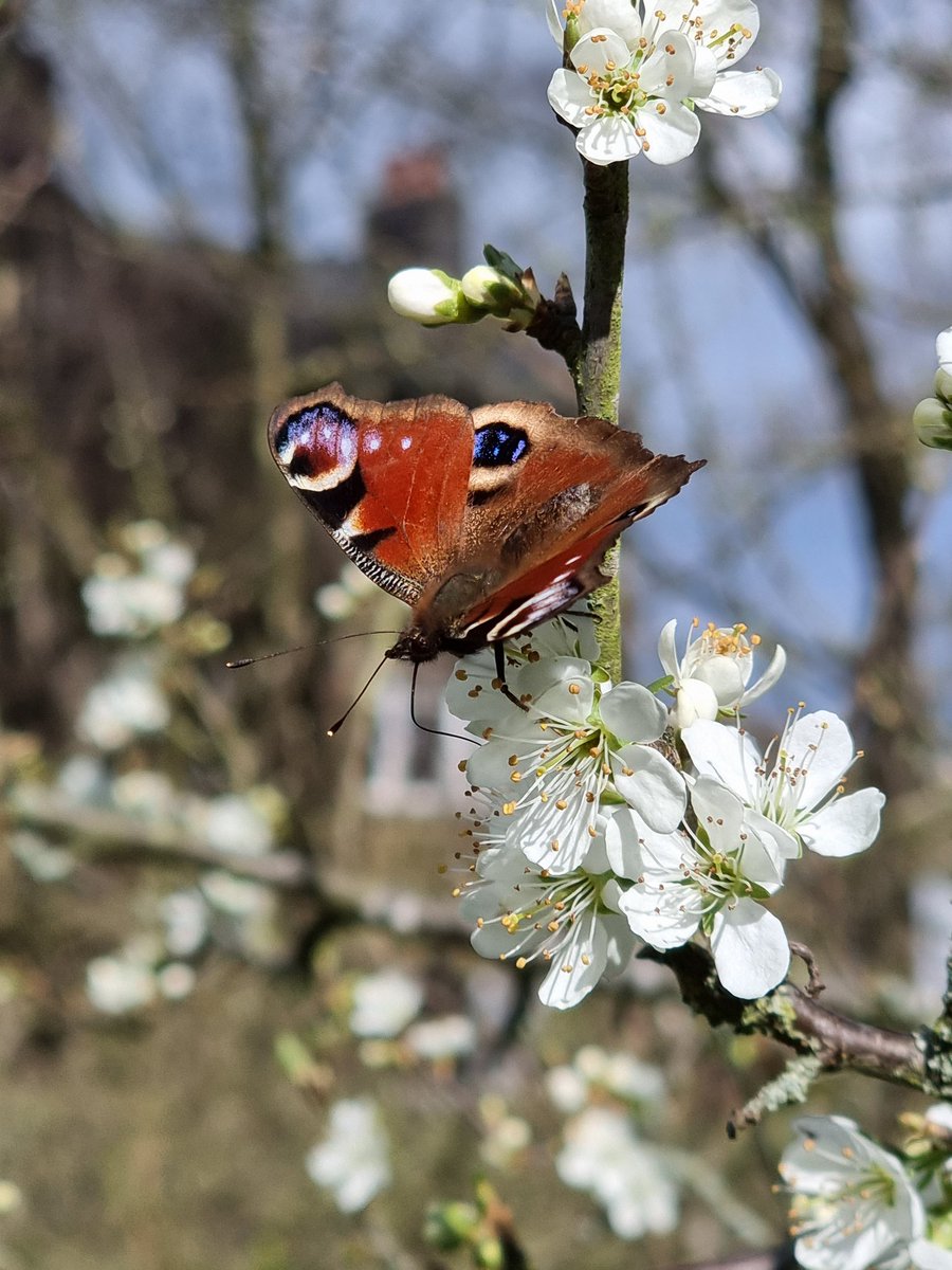 RANDOM APPLE COMPANY tweet media