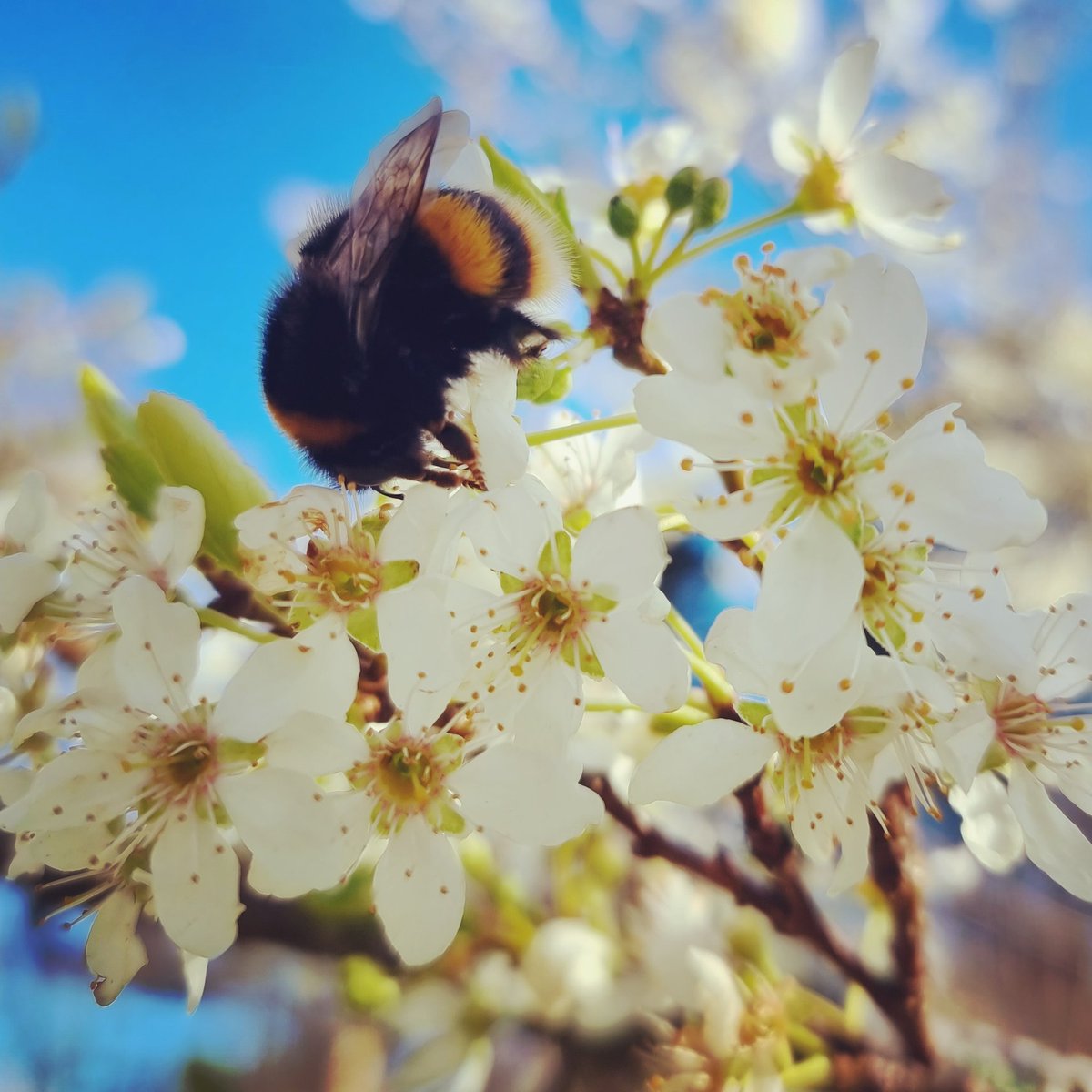 RANDOM APPLE COMPANY tweet media