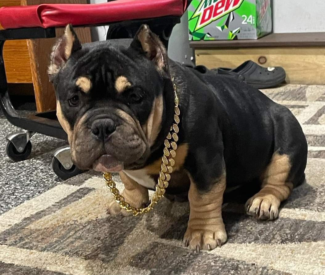 itsmasterbenny's tweet photo. Got my puppy BlackGold a new chain #microexotic #bully #coldcountrycombine https://t.co/Ot3Du0I68K