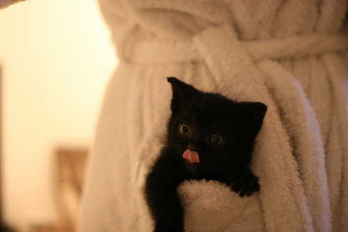 KittyKittyDaily tweet media