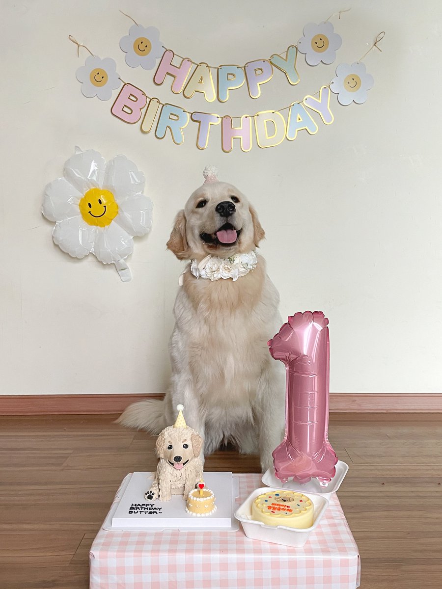 butterchive's tweet photo. 오늘은 드디어 1살이 되는 생일이에요〰🎉
버터야 내 동생이 되어줘서 고마워🥰

#HAPPYBUTTERDAY 💛
#버터야생일축하해 💛
#0328BUTTERDAY 💛 https://t.co/XlLhqdwnyA