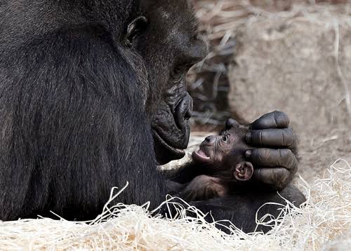 MuhammadAkramah's tweet photo. #Ethics #Nature
#Scientists pointed out that #Morality in fact has deep evolutionary roots predationg the appearance of #Humankind by millions of years. All social #Mammals such as wolves, dolphins & monkeys, have #EthicalCodes, adapted by #Evolution to promote #GroupCooperation https://t.co/MD5Sg1pzmW