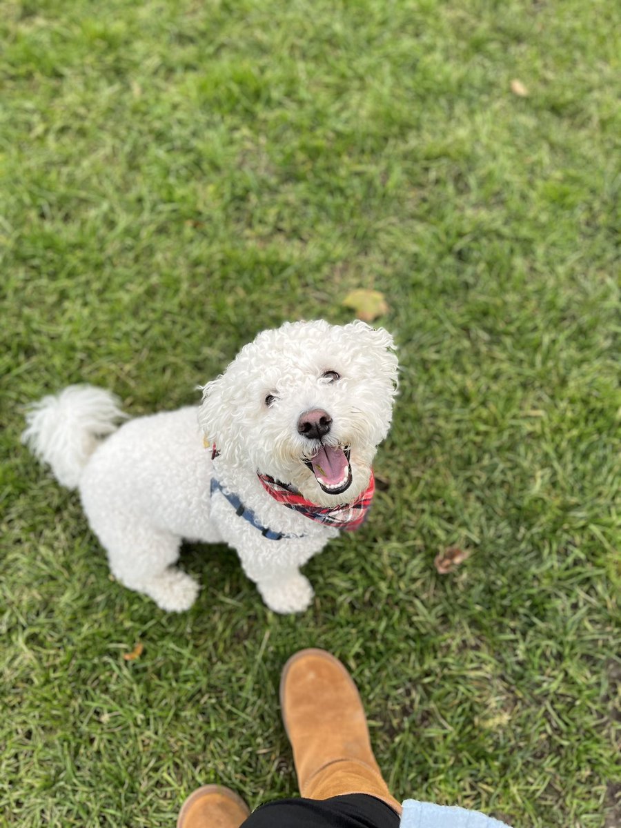Christencole's tweet photo. @caffeinated_mom @lumin8 Is he a bichon-poodle mix? My pandemic pup looks similar!! https://t.co/G5FhjhKkva