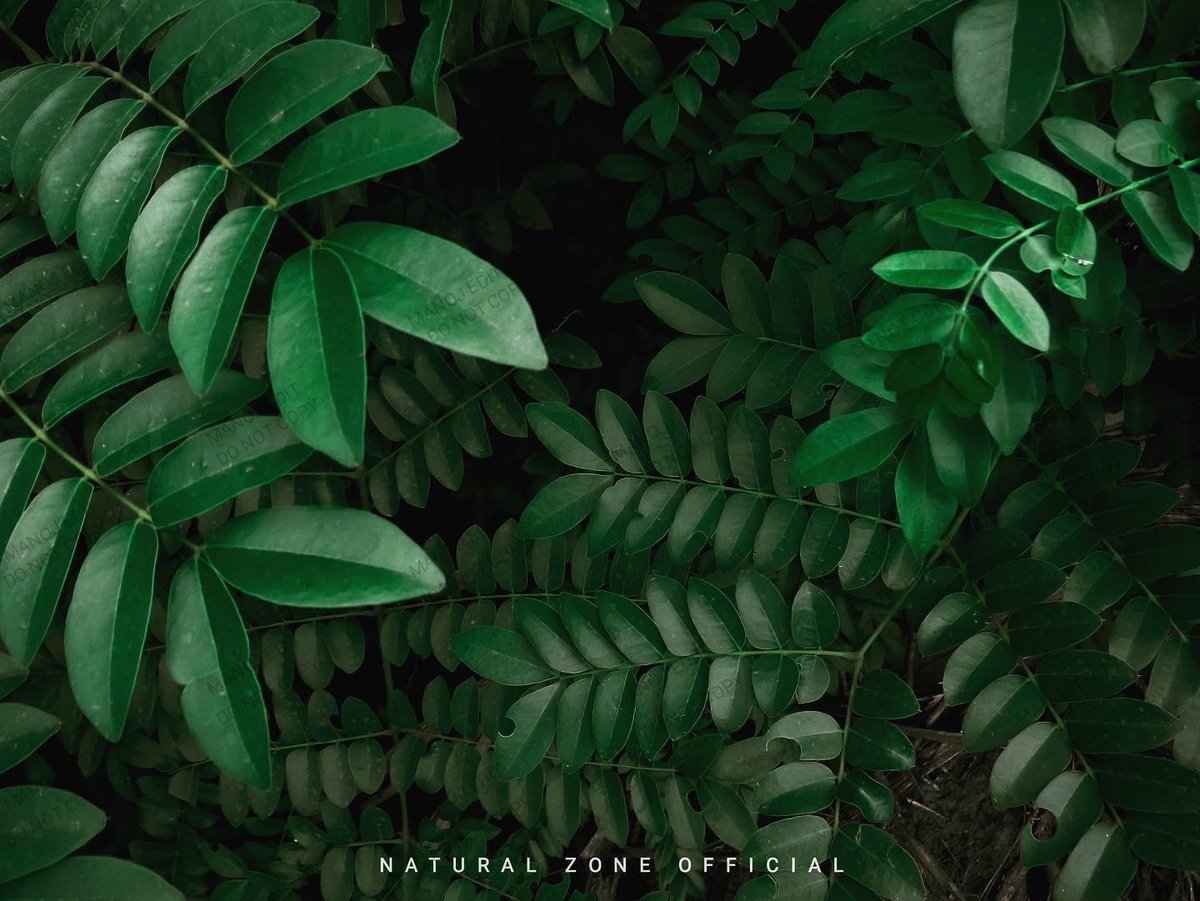 “Be Leaves in yourself Every leaf are unique ”🌿 #nature  
#NaturePhotography #leaves #naturelovers #naturezoneofficial