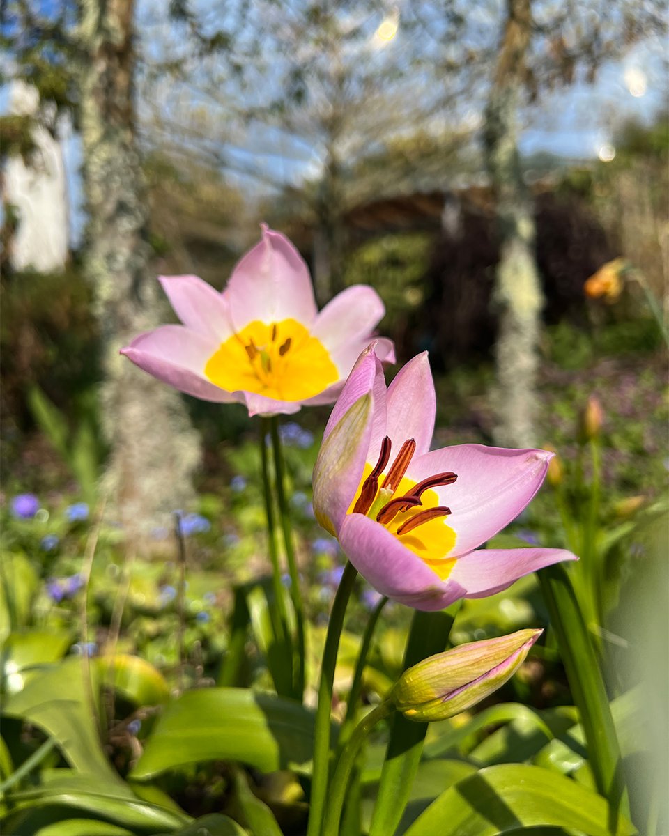 EdenProject's tweet photo. Spring in the Outdoor Gardens, made all the better by some beautiful Cornish sunshine ๐๐ท๐ป
#EdenProject #SpringDay #WeLoveSpring https://t.co/AdJrzUAGmT
