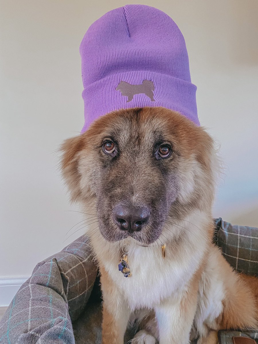 Kimchee is spring ready 🌸 #dogs #DogsofTwittter #SpringIsInTheAir