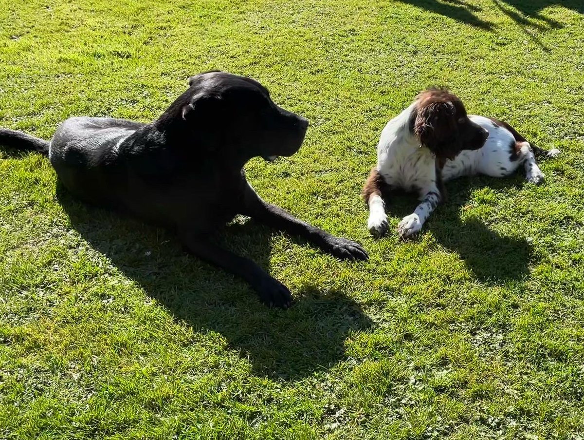 julesbrinkley's tweet photo. My gorgeous boys enjoying the spring sunshine 🤣 https://t.co/ujn8CYHafD