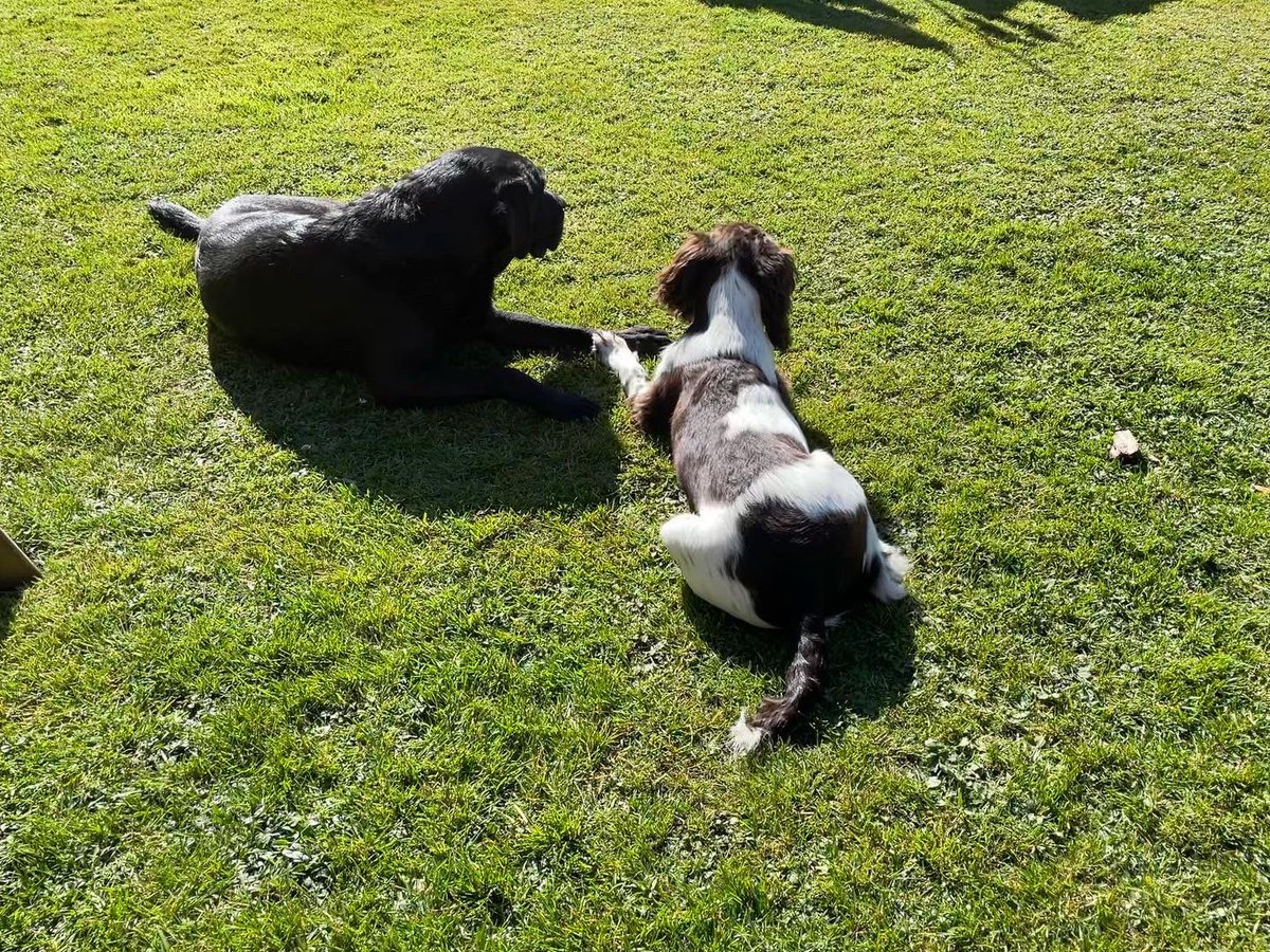 julesbrinkley's tweet photo. My gorgeous boys enjoying the spring sunshine 🤣 https://t.co/ujn8CYHafD