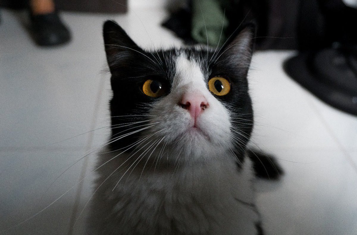 IAmTheWalrusGo's tweet photo. Hoy cumple tres años Roncito, el gordito mayor de mi hogar, el gatito bebé más precioso que mis ojos hayan tenido la fortuna de ver. Te amamos Roncito ❤️❤️

@ottouis https://t.co/gIEoVWOhnc