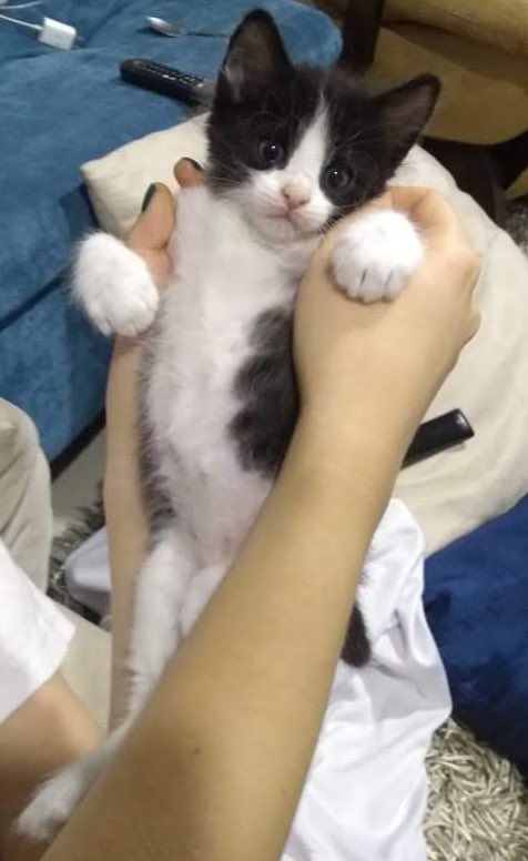 IAmTheWalrusGo's tweet photo. Hoy cumple tres años Roncito, el gordito mayor de mi hogar, el gatito bebé más precioso que mis ojos hayan tenido la fortuna de ver. Te amamos Roncito ❤️❤️

@ottouis https://t.co/gIEoVWOhnc