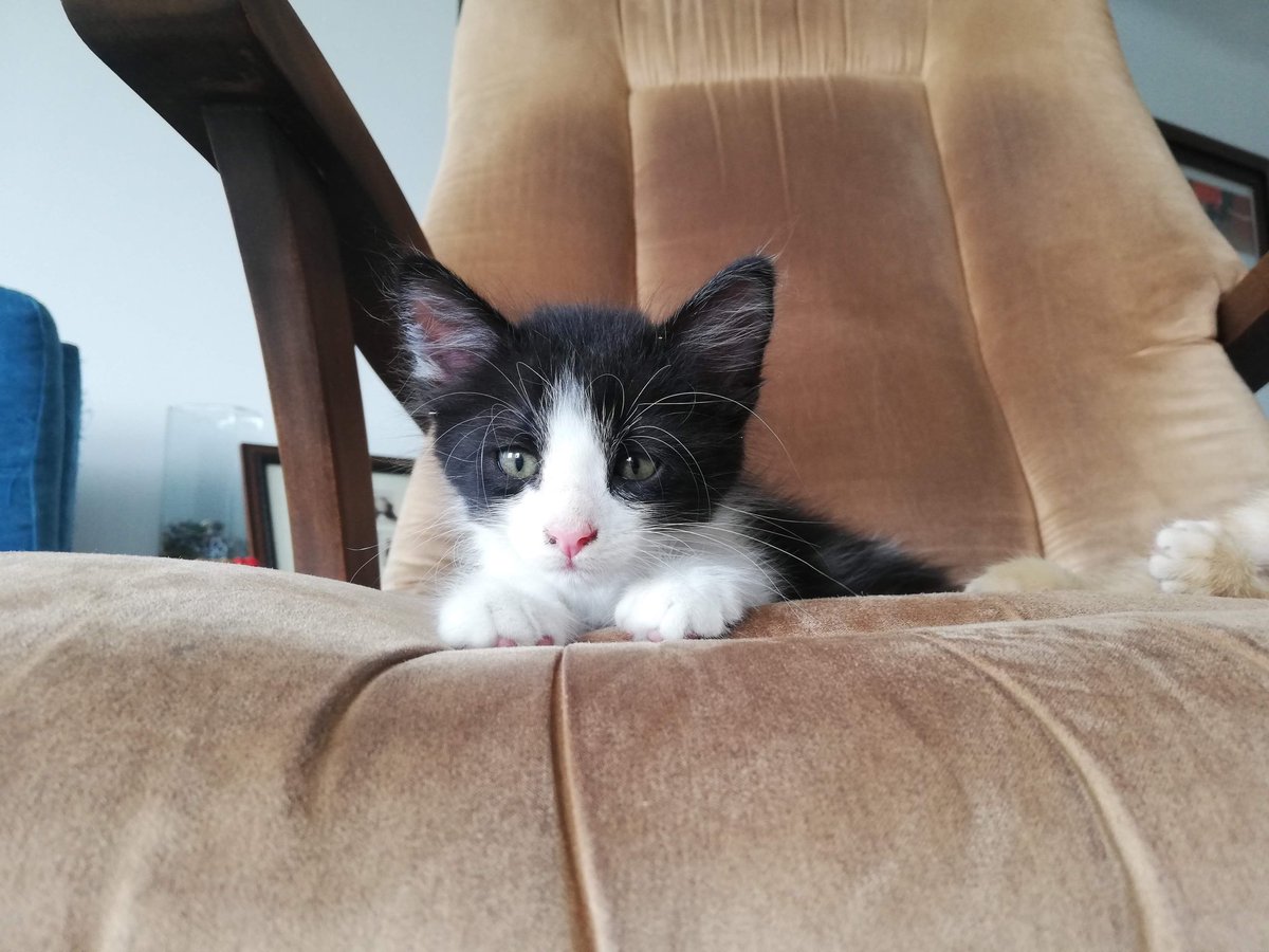 IAmTheWalrusGo's tweet photo. Hoy cumple tres años Roncito, el gordito mayor de mi hogar, el gatito bebé más precioso que mis ojos hayan tenido la fortuna de ver. Te amamos Roncito ❤️❤️

@ottouis https://t.co/gIEoVWOhnc