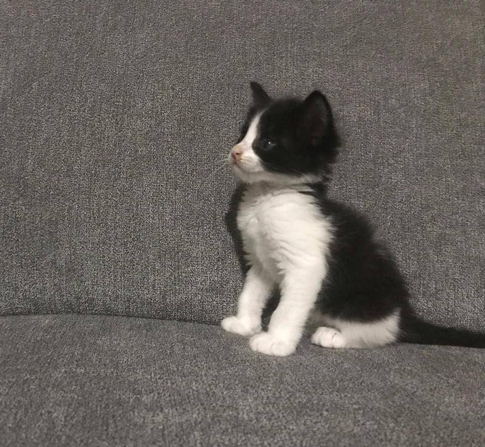 IAmTheWalrusGo's tweet photo. Hoy cumple tres años Roncito, el gordito mayor de mi hogar, el gatito bebé más precioso que mis ojos hayan tenido la fortuna de ver. Te amamos Roncito ❤️❤️

@ottouis https://t.co/gIEoVWOhnc