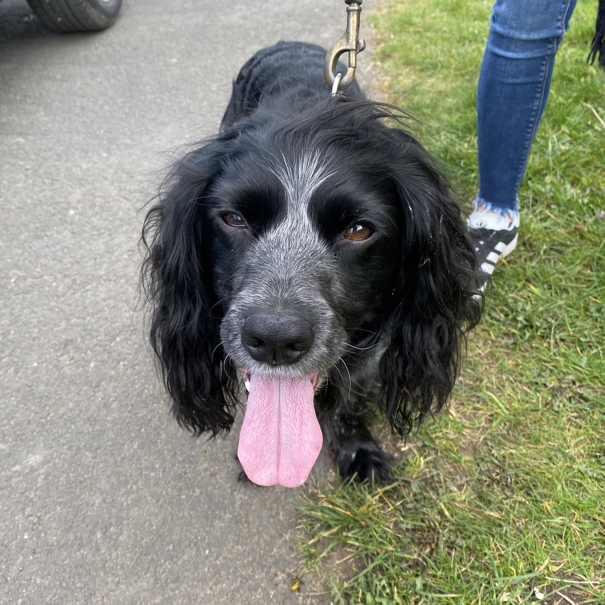 LukeAllanLD's tweet photo. LOW #BENTHAM: LOST DOG FOUND (15:45)

If this is your dog, please contact: 07802 537020
#LowBentham https://t.co/RRrGFUP33q