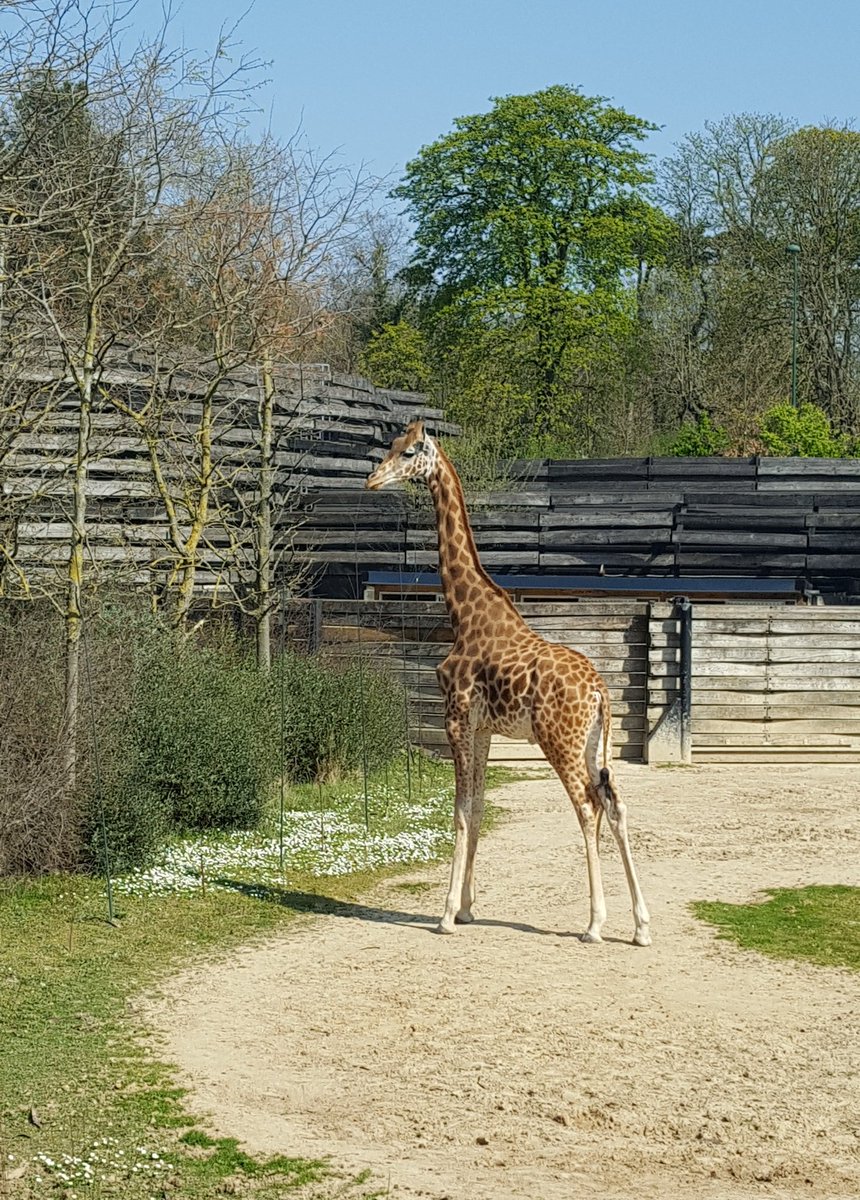 RenacCeline's tweet photo. Week-end sous le soleil au @zoodeparis, bien plus calme que la semaine dernière 😉
La visite est toujours aussi #agréable et enrichissante et quel plaisir de retrouver les #amis et les #animaux ❤
#ZooSensationnel #ZooDeParis #PZP https://t.co/xddcTONlFZ