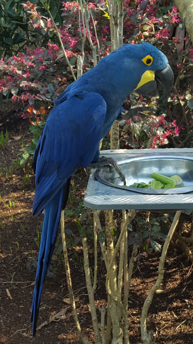 RenacCeline's tweet photo. Week-end sous le soleil au @zoodeparis, bien plus calme que la semaine dernière 😉
La visite est toujours aussi #agréable et enrichissante et quel plaisir de retrouver les #amis et les #animaux ❤
#ZooSensationnel #ZooDeParis #PZP https://t.co/xddcTONlFZ