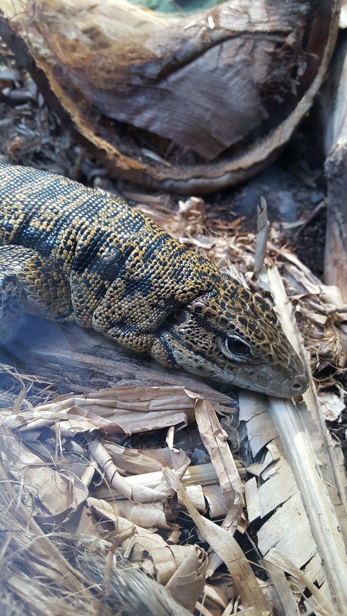 RenacCeline's tweet photo. Week-end sous le soleil au @zoodeparis, bien plus calme que la semaine dernière 😉
La visite est toujours aussi #agréable et enrichissante et quel plaisir de retrouver les #amis et les #animaux ❤
#ZooSensationnel #ZooDeParis #PZP https://t.co/xddcTONlFZ