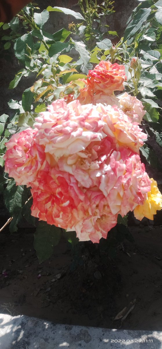 DevduttPandey14's tweet image. Gulab ka guccha