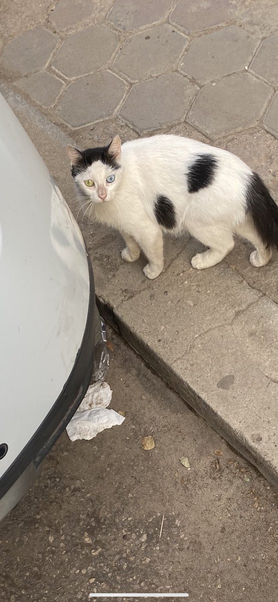 Notme5aless's tweet photo. Blue green eyes #CatsOfCairo 🐈 https://t.co/KTG1oVXTUu