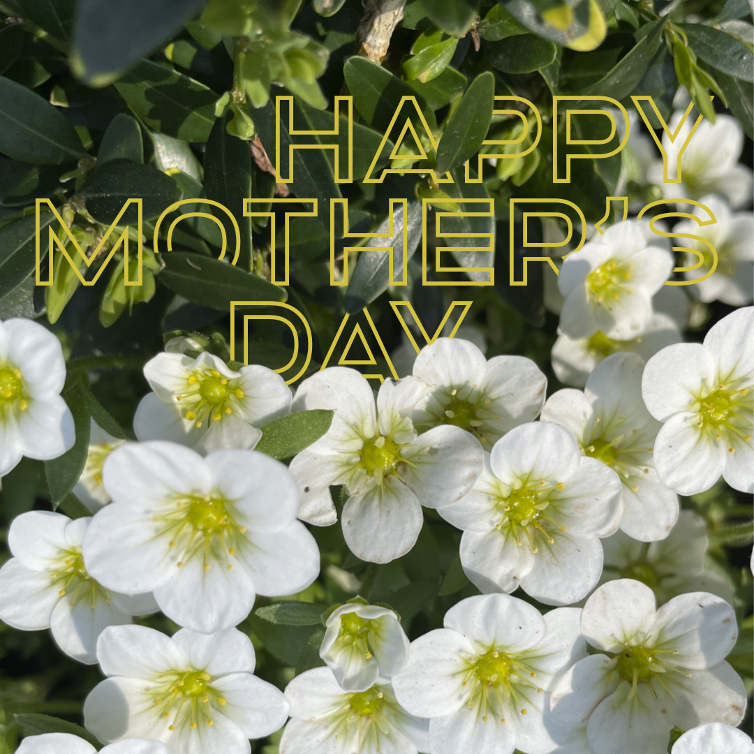 #HappyMothersDay! We hope its full of beautiful bouquets - the flower and the wine kind ☺️ 💐 🥂 🍾 💝  <a href="/WildingOxford/">Wilding Oxford</a> <a href="/WildingSal/">Wilding Salisbury</a>