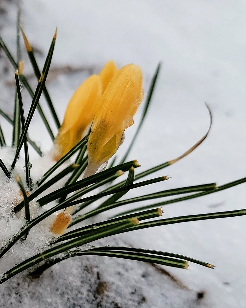 Kat_in_niagara's tweet photo. Yellow Crocus Flowers holding the line representing Spring in snow fashion! 💛 #nature #StormHour #Flowers #fleurs @ThePhotoHour #Canada #ShareYourWeather #Niagara https://t.co/ar5J4IqEiW