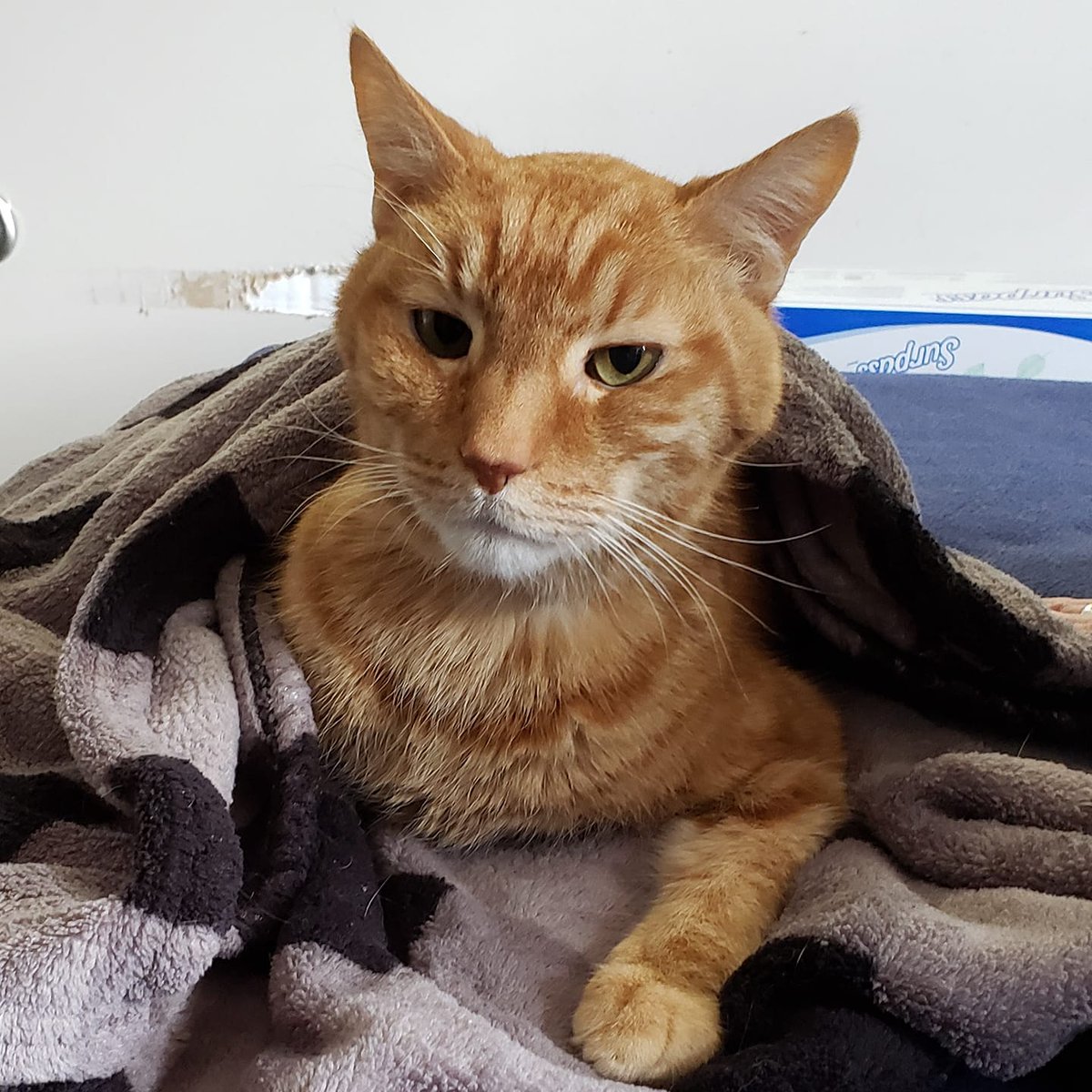 brainwise's tweet photo. Today is the 2nd anniversary of the passing of Milo the Magnificent (or should that be MagnifiCat?). His passing occurred three months after we lost his brother, Otis. 🐱 #cat #CatsOfTwitter #cats #orange #ginger #gingercat #kitteh #blanketcat #sickkitty #memories #GoodbyeMilo https://t.co/6IzjcjAclj