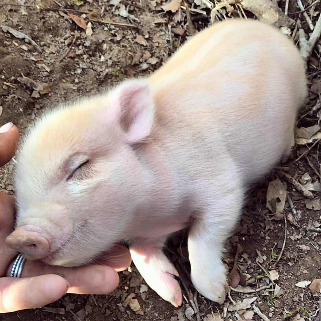 Pig's World tweet media