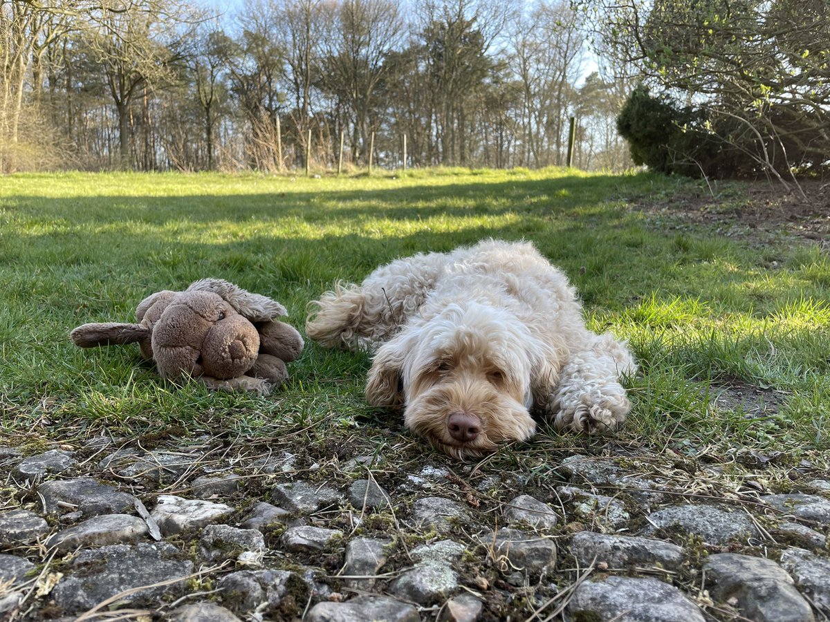 AnnemiekVIH's tweet photo. 💚Even de hond geaaid na de wandeling!  #tekencheck ✅ #lyme @Lymevereniging @Tekenziekten @rivm 💚 https://t.co/FOhgxrtds8