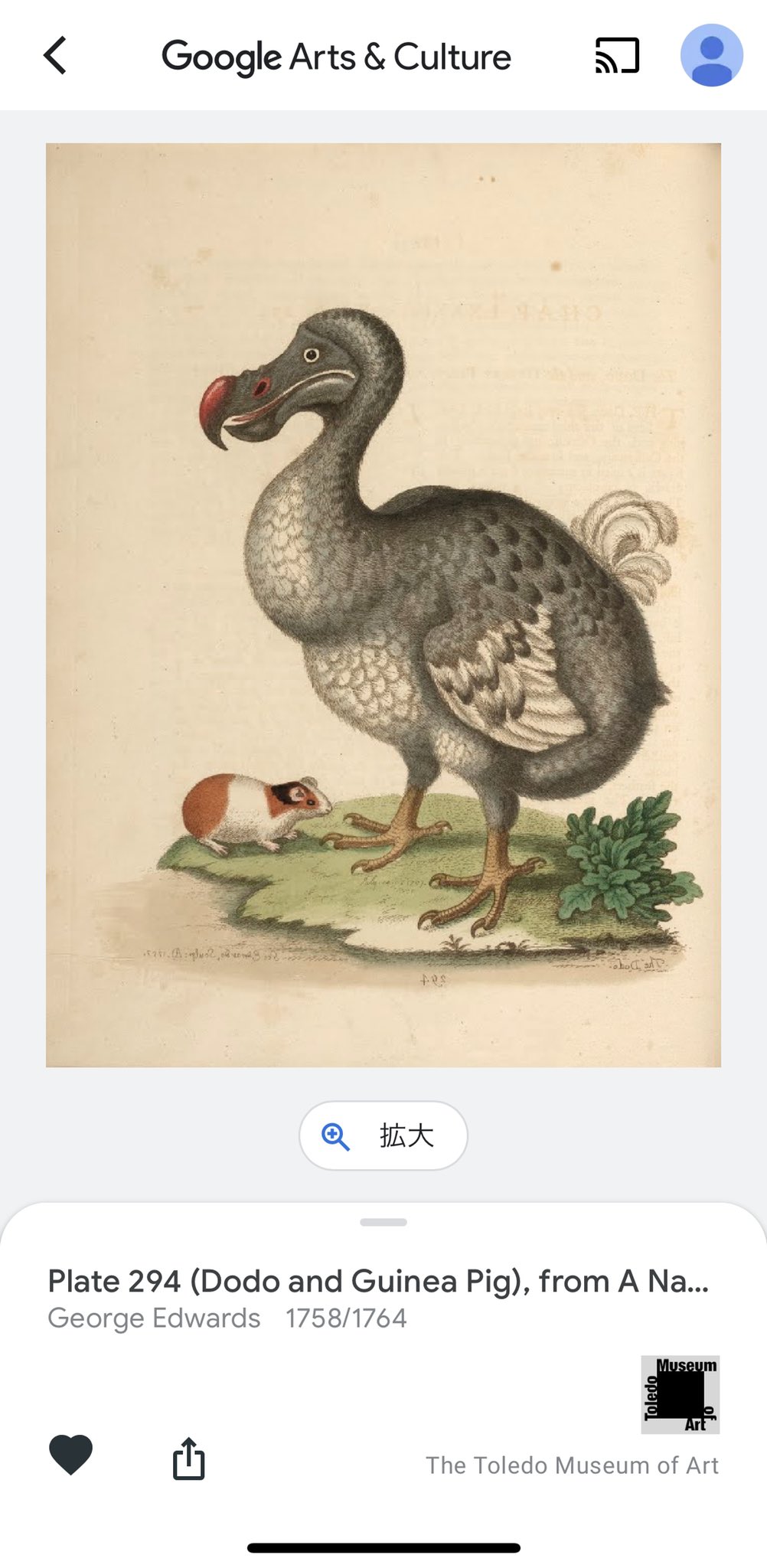 Morupuidaisuki Googleで見つけたこのイラスト 18世紀のイギリスの鳥類学者ジョージ エドワーズさんが描いた 物珍しい鳥類の自然研究 に納められているらしい とってもかわいいけど なんでドードー鳥とモルモット 当時は同じくらい珍しかったのかな