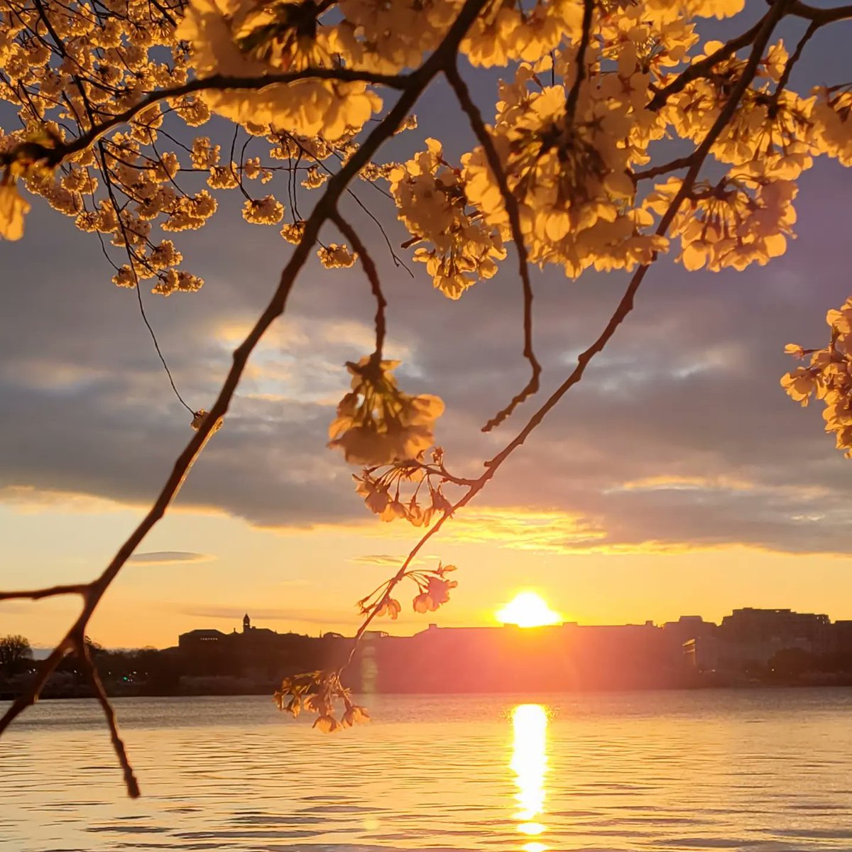 #DCCherryBlossoms #cherryblossomfestival #cherryblossomfestivaldc #cherryblossoms