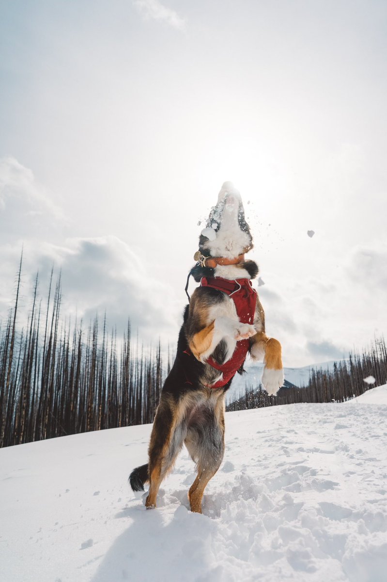 About as scared to post and engage on Twitter as I am that Chossy is going to have another seizure #blocked #EpilepsyAwarenessDay #epilepsy #epilepticdog #sundayvibes #twitterdog