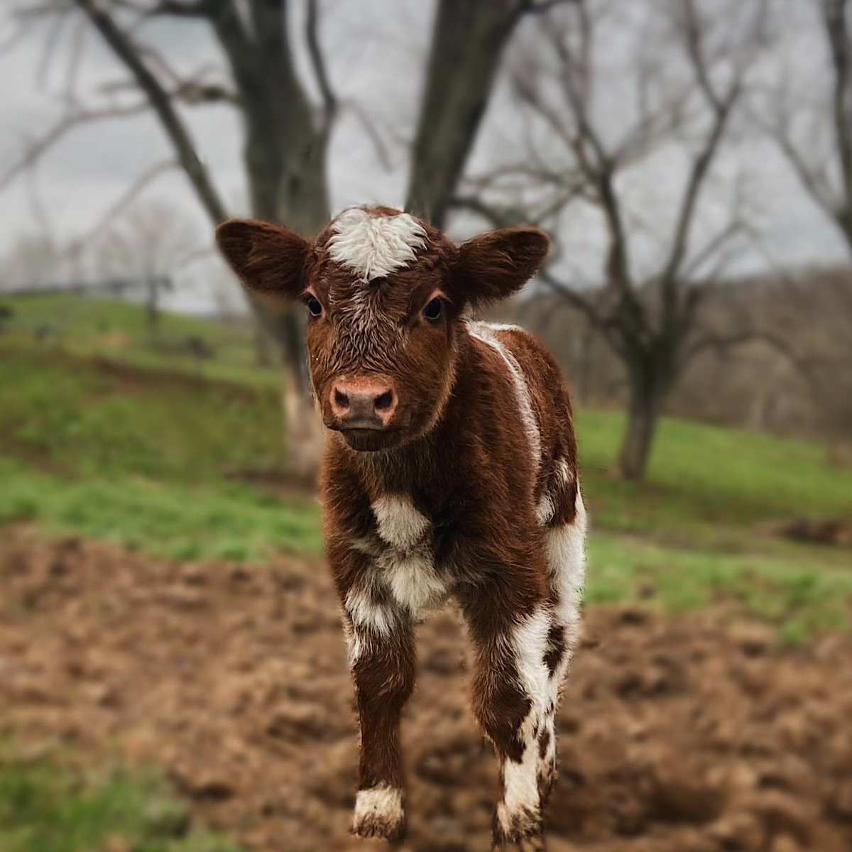 📅 29th March 2022
🐮 Moose
🏷️ <a href="/holberttt/">Sarah Grace</a>
💕 #animaloftheday