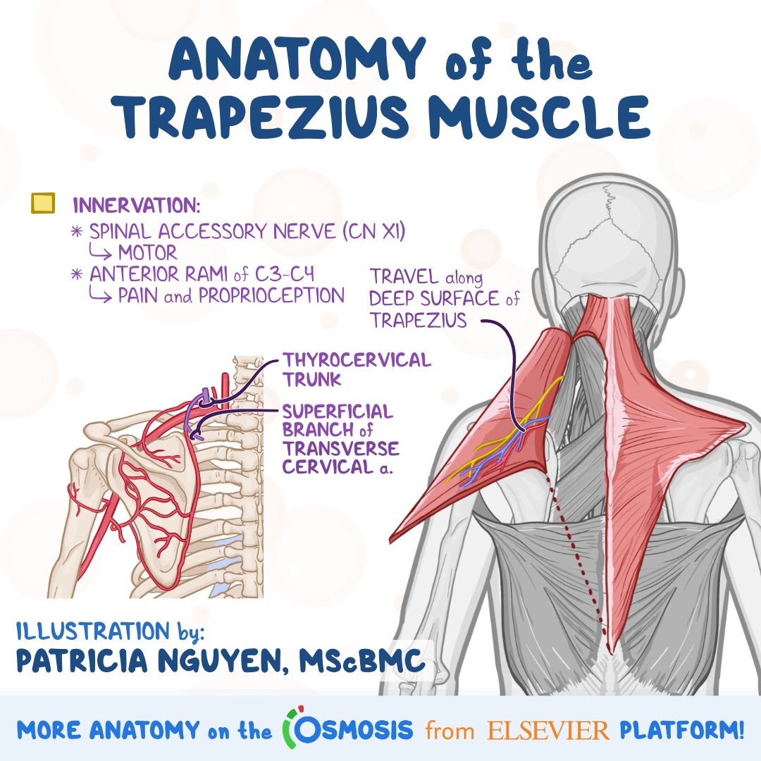 Posterior Neck Muscles