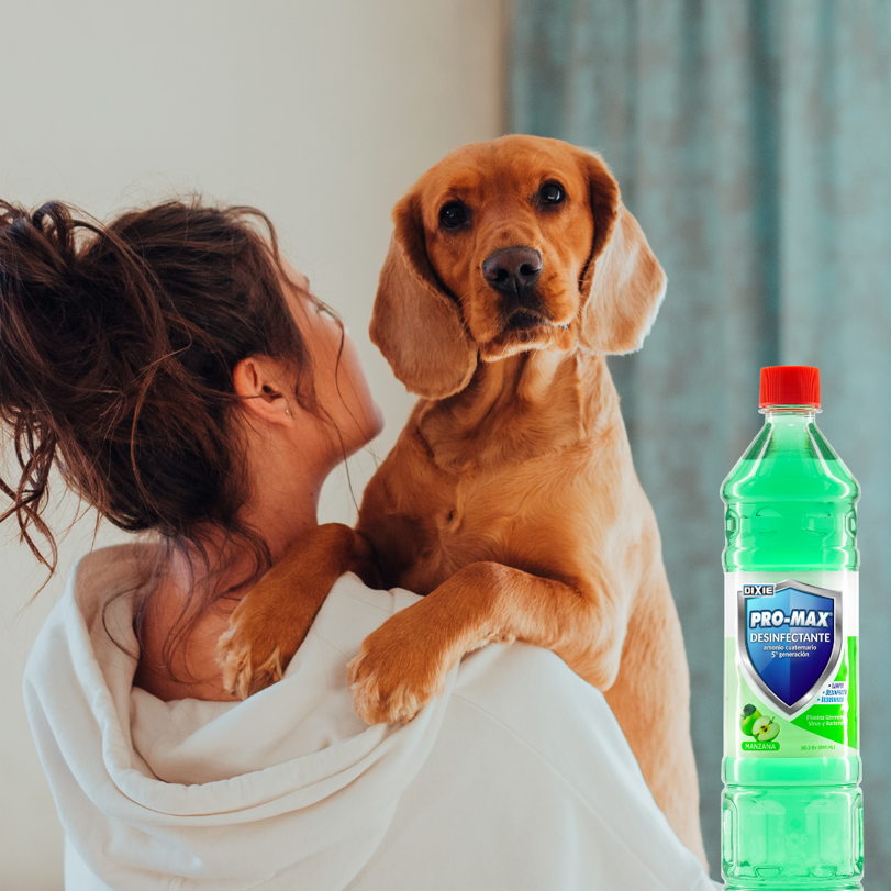 masterdirect's tweet image. #TrucosDeLimpieza A los consentidos de la casa 🐶🐱 les limpian sus áreas con el Desinfectante PRO-MAX porque quedan super limpias, libres de virus y bacterias.
Cuéntanos ¿Cuál es tu team?
🐶 - Por el “Team Perro”
🐱 - Por el “Team Gato”