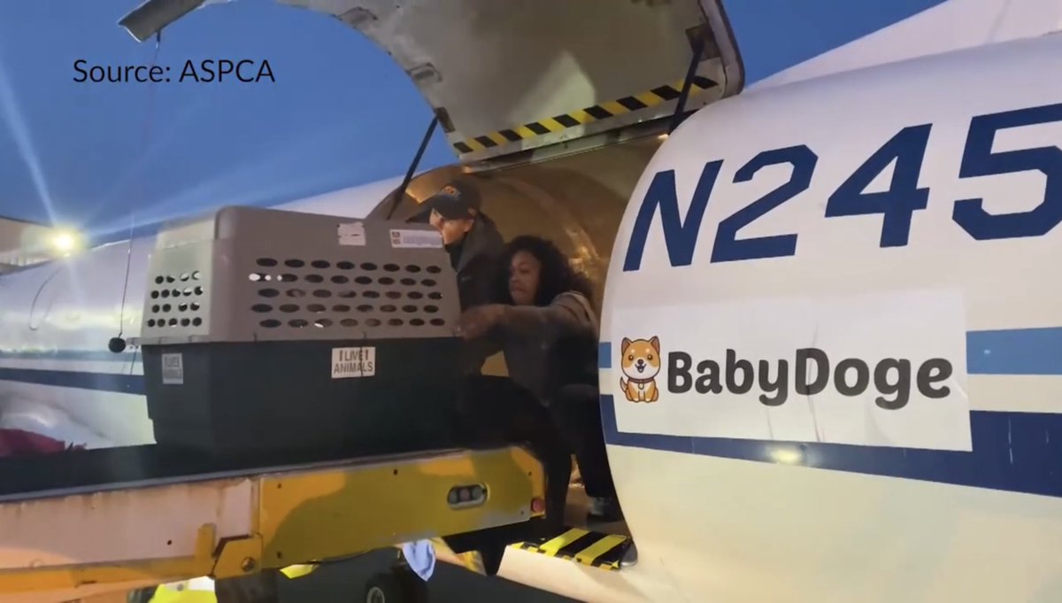 BabyDogeNFTs's tweet photo. @elonmusk https://t.co/kFjjmAa32q