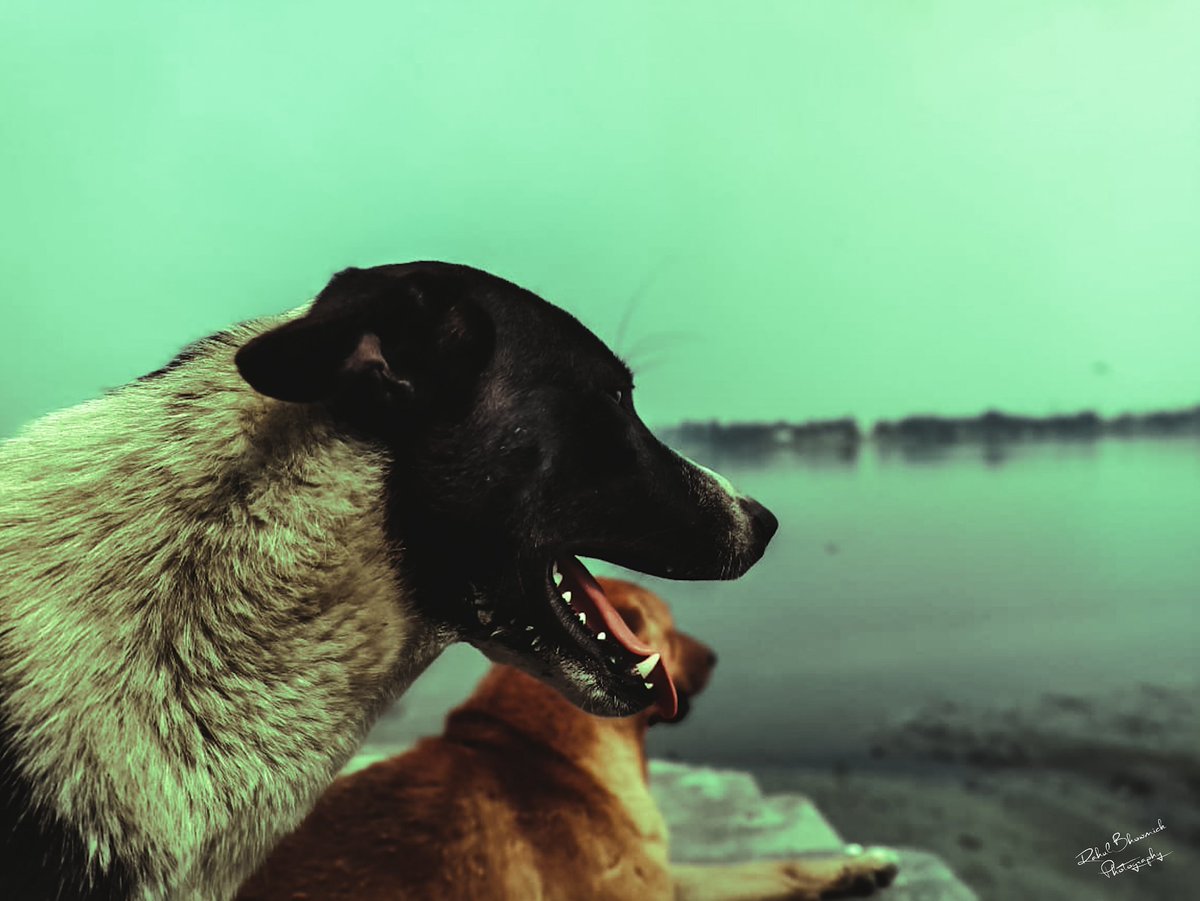 _RahulBhowmick's tweet photo. A dog will teach you unconditional love...🐶🖤🌻
📸: @RahulBhowmick06
.
.
.
#rahulbhowmick #rahulbhowmickphotography #ilovedog #doglovers #streetphotography #realmeshot https://t.co/jmlFm8pgDd