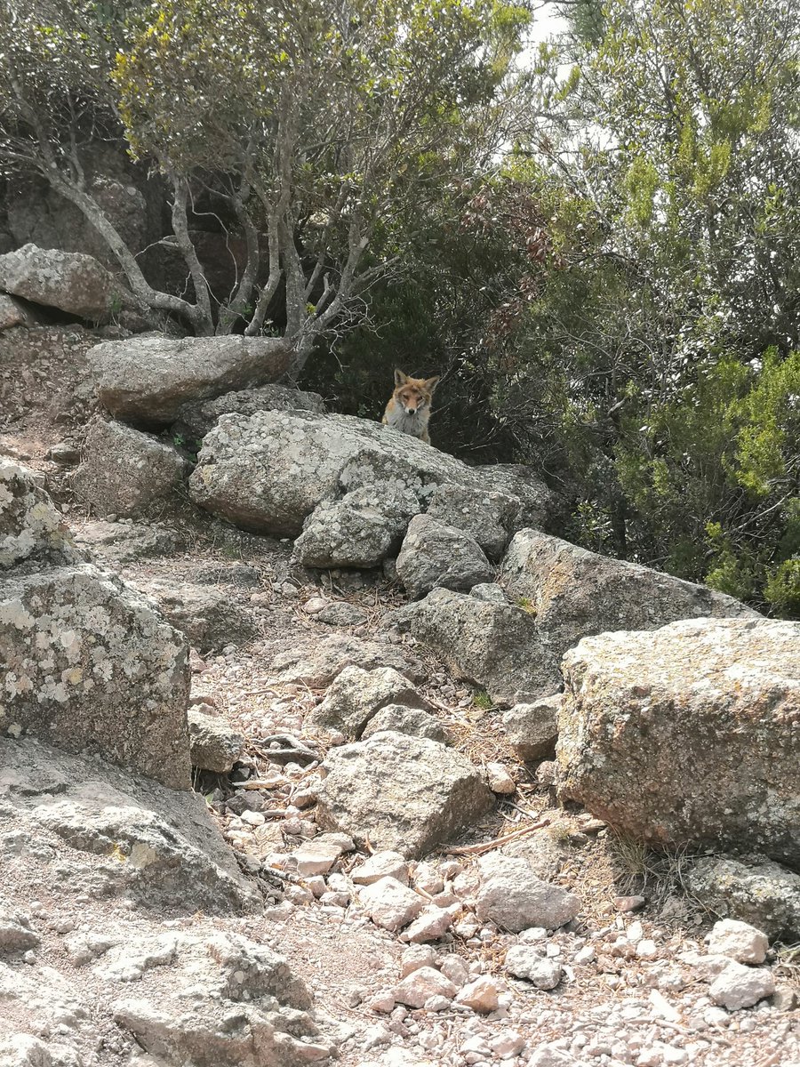 UnTourAutour's tweet photo. On a eu une drôle de rencontre aussi avec un renard en bord de chemin, pas sauvage du tout ! On pensait même qu'il était malade !
Et il a fait très beau / chaud ! Trop, j'ai pris mon premier coup de soleil... 😅 Et pourtant j'étais trop couverte pour cette météo... https://t.co/1LO6ie1UsC