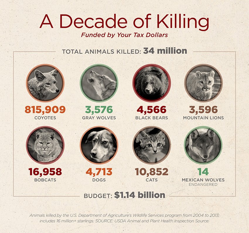 CJGERVAIS's tweet photo. Recent data released #USDeptAgriculture Wildlife Services, reports it was responsible for killing, 1.75 million animals across the country in 2021. #WildlifeServices defends killings, amounted to 200 deaths per hour last year, as necessary for protection of agricultural sector https://t.co/swX89rsxBM