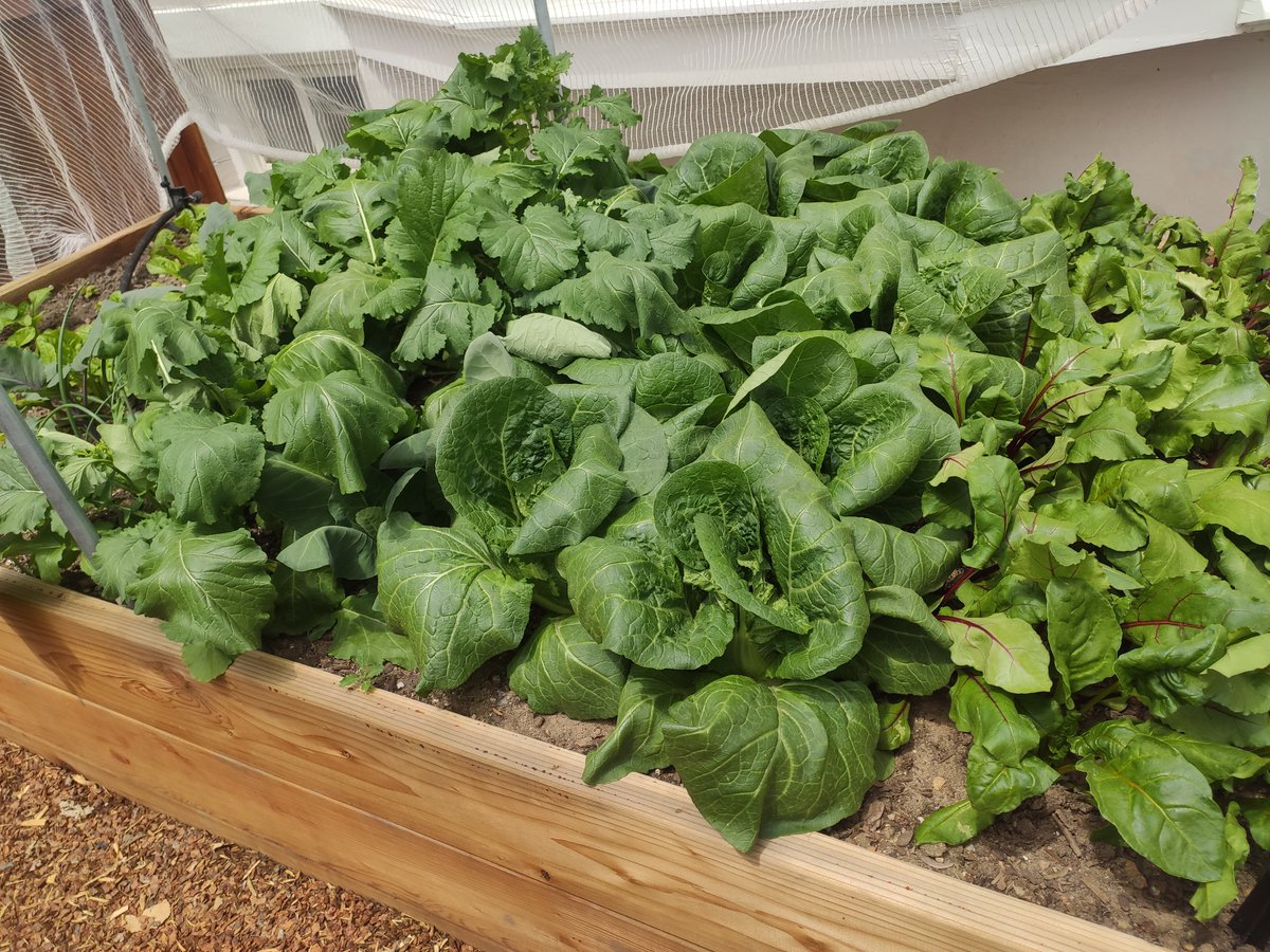 EarthLoveGarden's tweet photo. Growing any greens yet in your garden?

#coloradogarden #gardening #yearroundgarden #gardenbeds #hoophouse #earthlovegardens #vegetablegarden #startingseeds https://t.co/u2bTOptjGn
