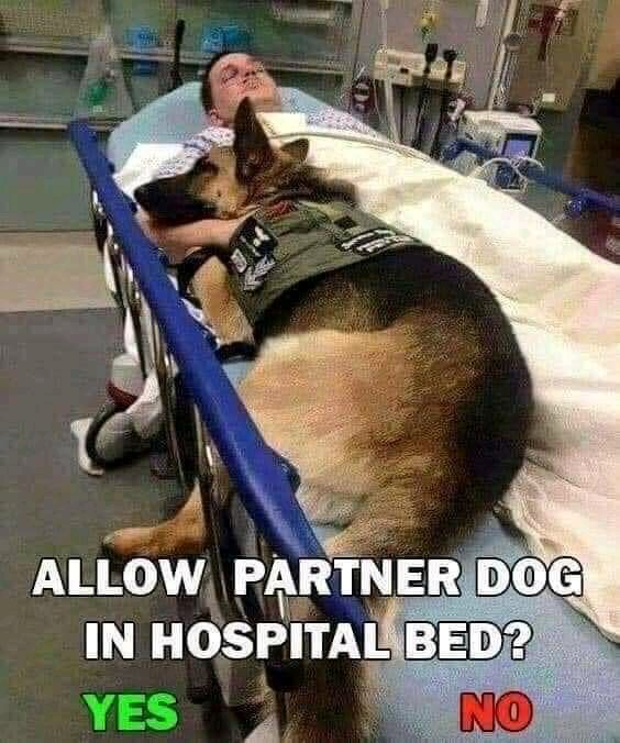 Doggo Info Tweets tweet media