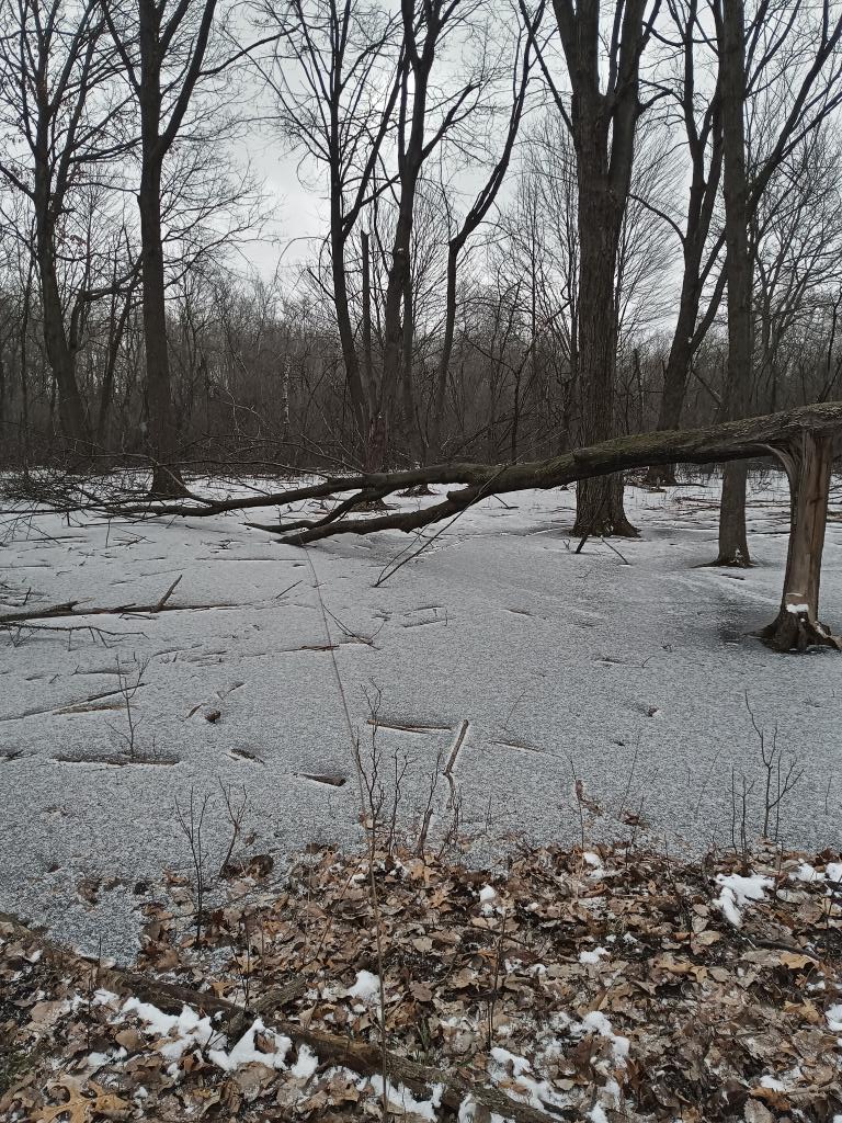 March #Namjooning in Michigan. Two weeks ago it was warm and sunny - today, snow and grey skies 🌞❄️💜 <a href="/BTS_twt/">방탄소년단</a>