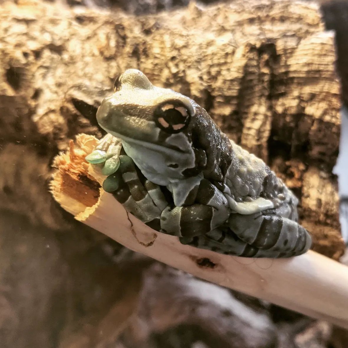 Frog of the Day 🐸 tweet media