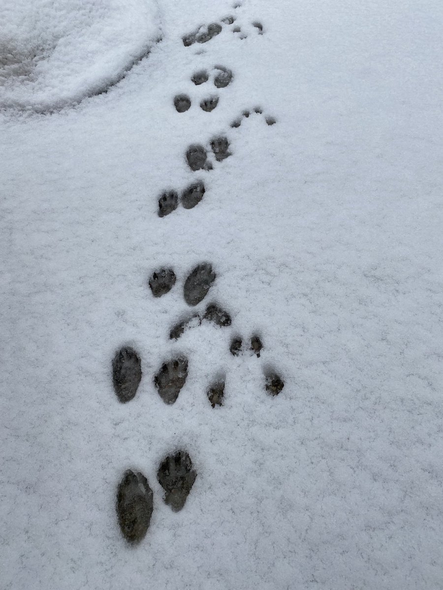 Cary Mignault tweet media